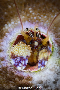 Coral Hermit Crab, portrait by Marco Fierli 